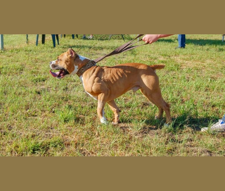 Photo of Waldo, an American Pit Bull Terrier  in Yukon, Oklahoma, USA