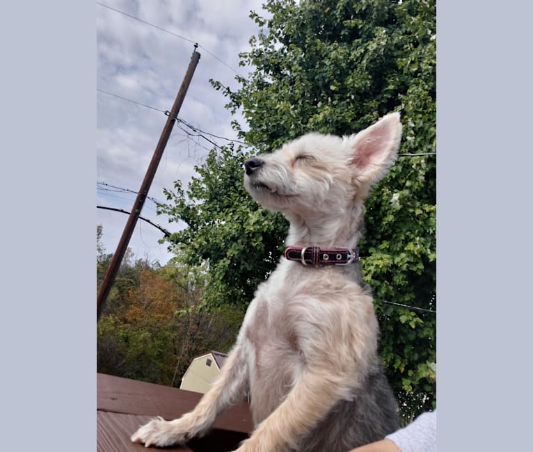 Molly, a Maltese and Pembroke Welsh Corgi mix tested with EmbarkVet.com