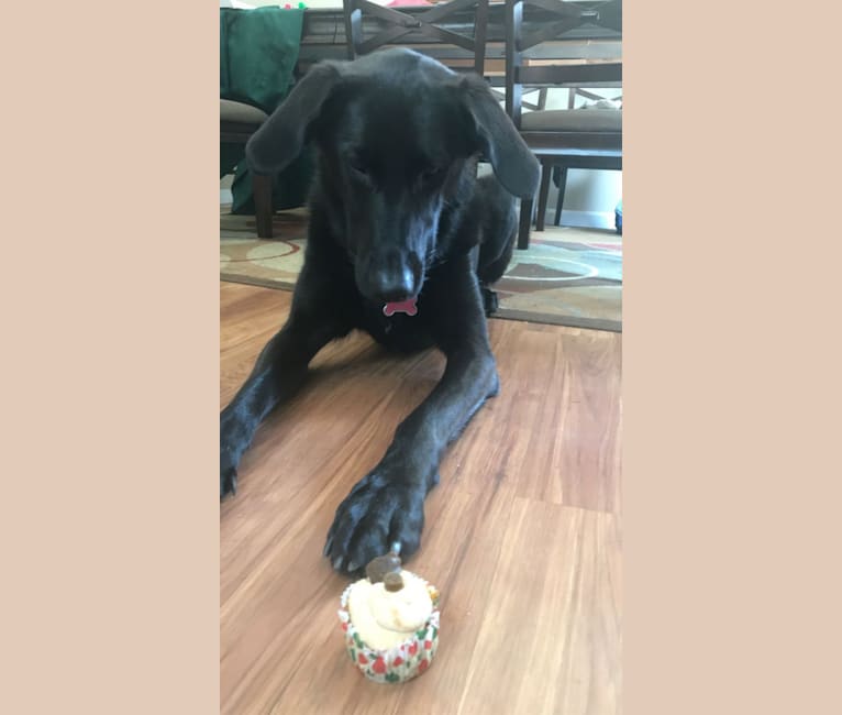 Daisy, a German Shepherd Dog and Labrador Retriever mix tested with EmbarkVet.com