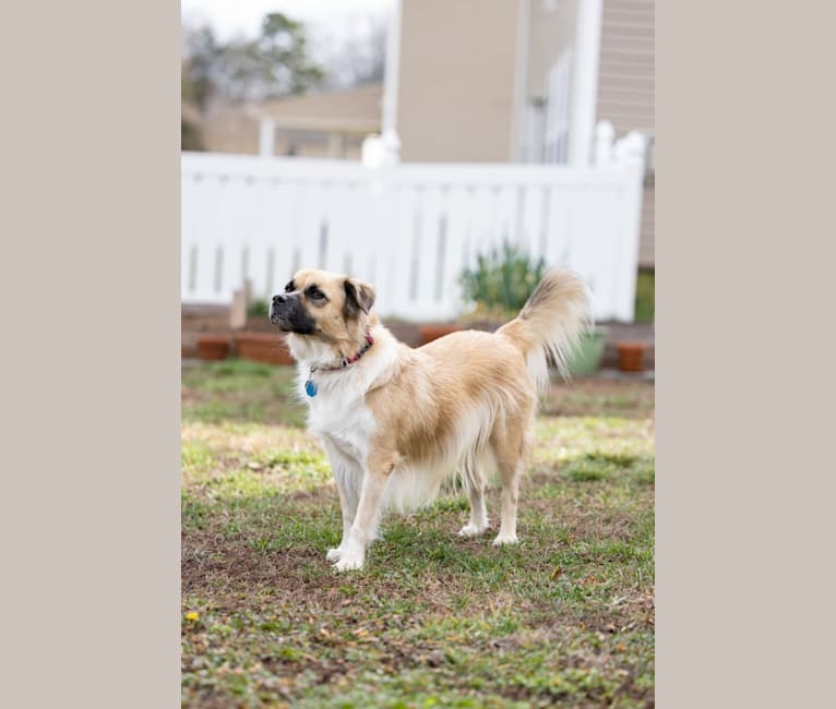 Joko, an American Pit Bull Terrier and Chow Chow mix tested with EmbarkVet.com