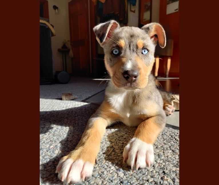 Aussie great dane mix sales