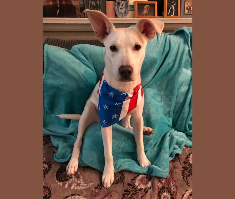 Ham, an American Bully and Dalmatian mix tested with EmbarkVet.com