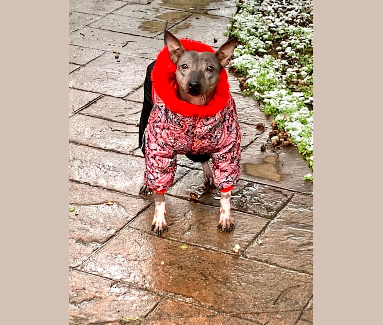 Photo of IRVINA VITA DALIMBERTI, an American Hairless Terrier  in Moscow, Rusia