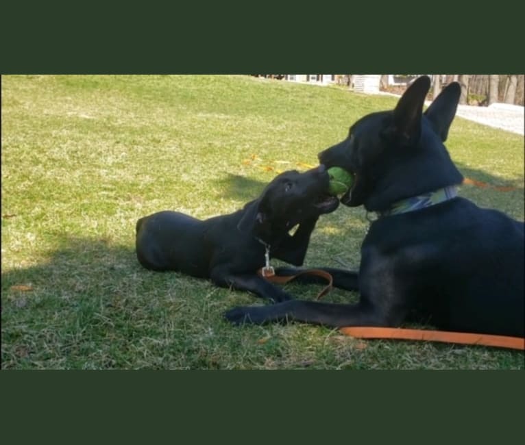 Grace, a Labrador Retriever and American Foxhound mix tested with EmbarkVet.com