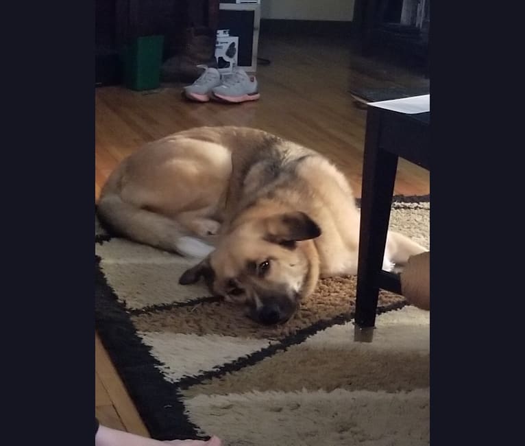 Embark Dog Dna Test Breed Bernard husky mix puppies for sale. embark dog dna test breed