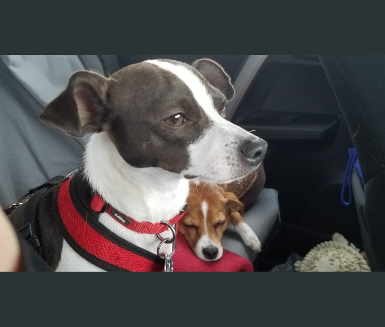 Freddie mercury chihuahua top