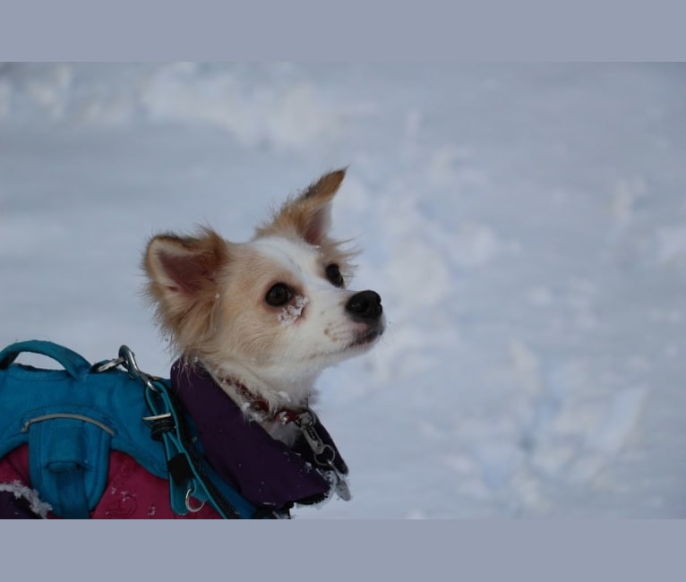 Photo of Lizzy (Eliza/Elizabeth), an Eastern European Village Dog and Pekingese mix in Romania