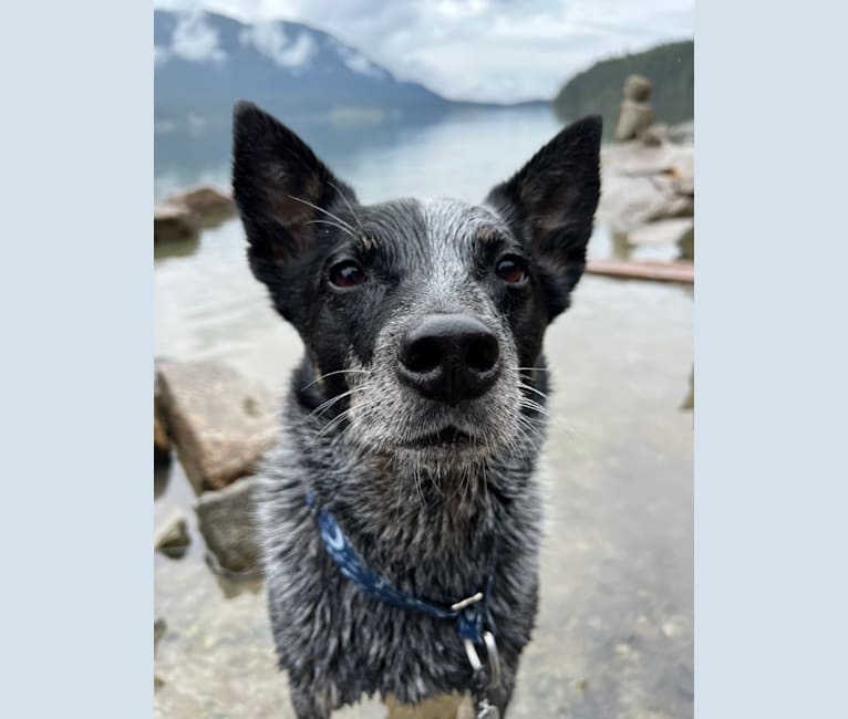 Tundra, an Australian Cattle Dog tested with EmbarkVet.com