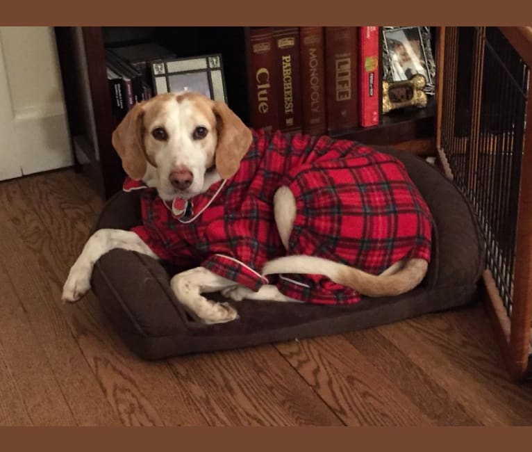 Lizzie, an American Foxhound tested with EmbarkVet.com