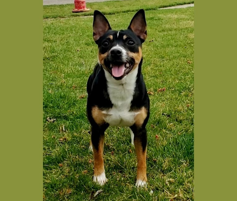 KnD's Solo Man, a Rat Terrier tested with EmbarkVet.com