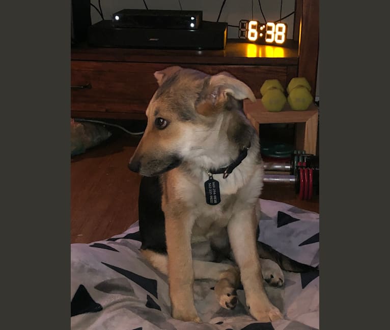 Shainee, a German Shepherd Dog and Australian Cattle Dog mix tested with EmbarkVet.com