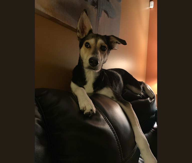 Loui, a Siberian Husky and Australian Shepherd mix tested with EmbarkVet.com