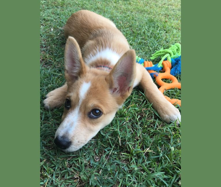 Chamonix, an Australian Cattle Dog and Australian Kelpie mix tested with EmbarkVet.com