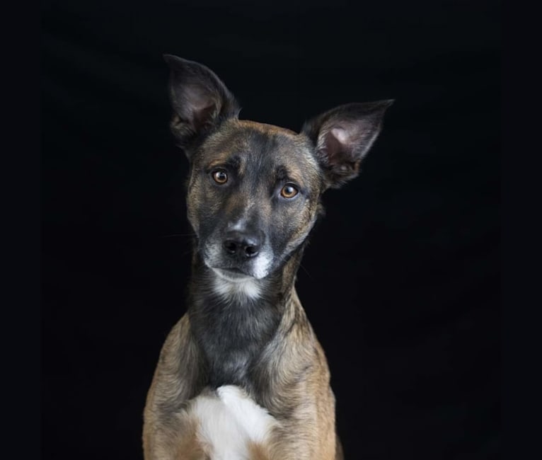 Blitz, a Belgian Malinois and Staffordshire Bull Terrier mix tested with EmbarkVet.com