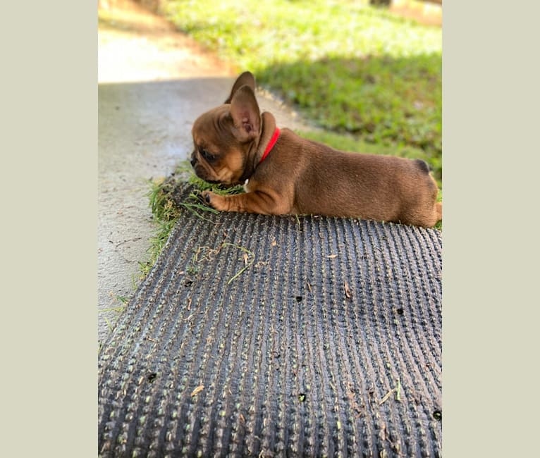 Photo of Tchoup, a French Bulldog  in New Orleans, Louisiana, USA
