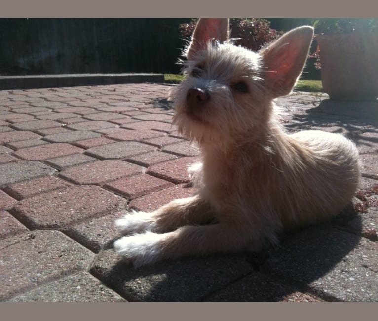 Papillon silky terrier mix online