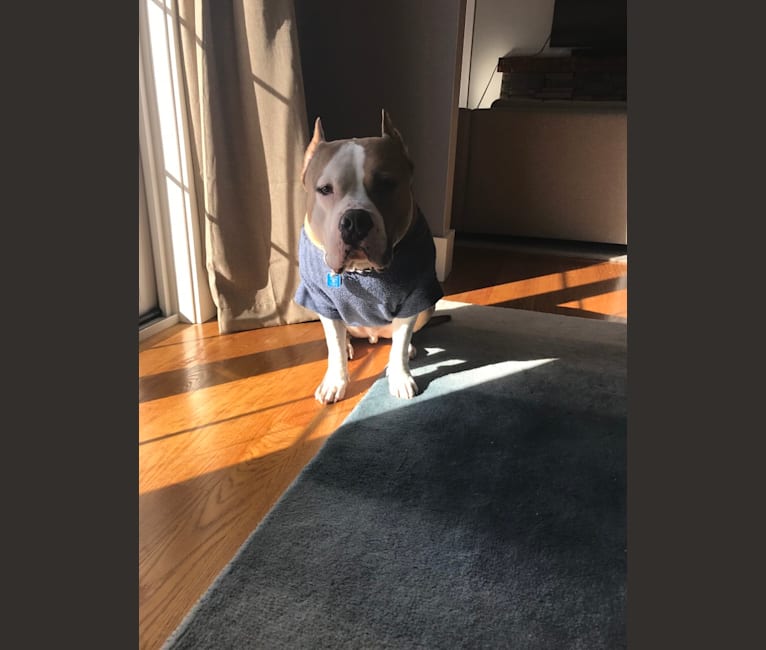 Toby, an American Bully tested with EmbarkVet.com