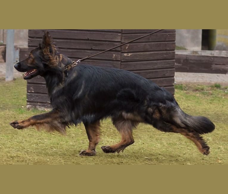Buzz, a German Shepherd Dog tested with EmbarkVet.com