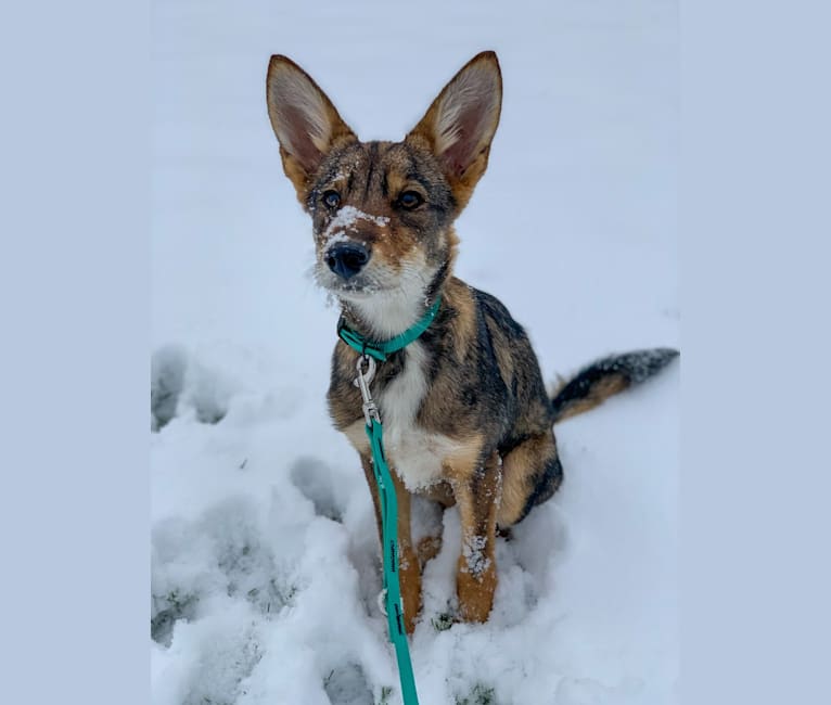 Embark Dog DNA Test Breed
