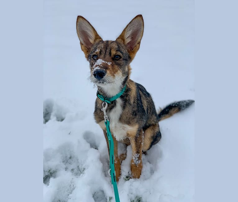 Cilantro, a Border Collie and Coyote mix tested with EmbarkVet.com