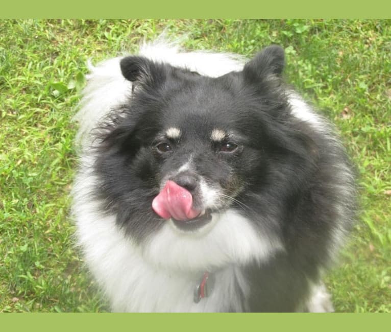 Piper, an American Eskimo Dog and Pomeranian mix tested with EmbarkVet.com
