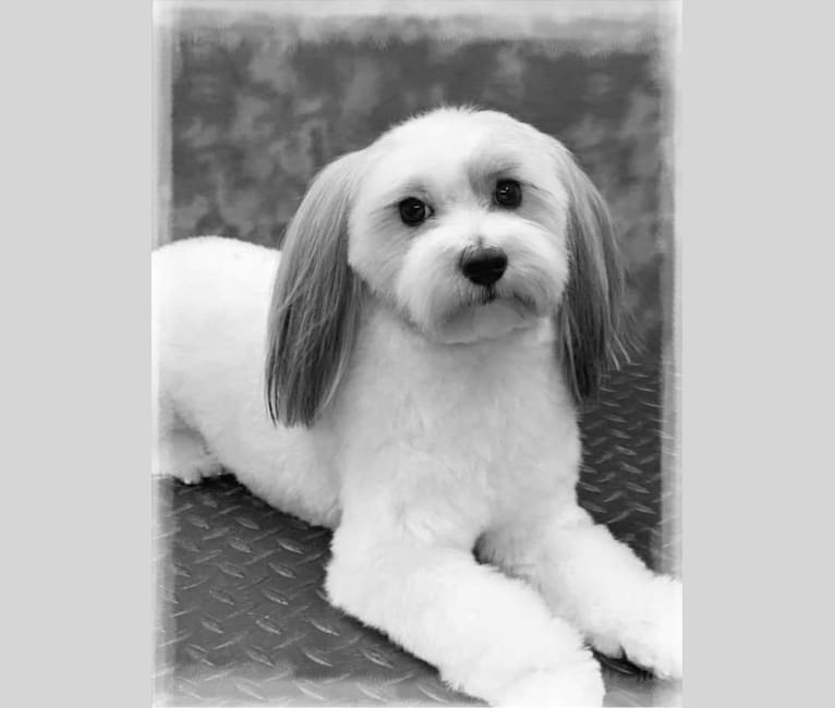Photo of Liam, a Havanese  in Linwood, KS, USA