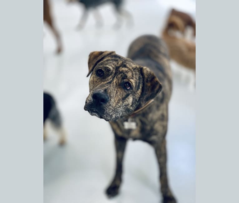 Tibetan mastiff lab mix sale
