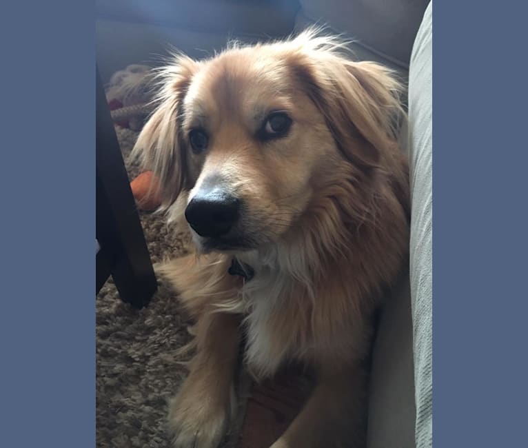 Chow chow and beagle mix store