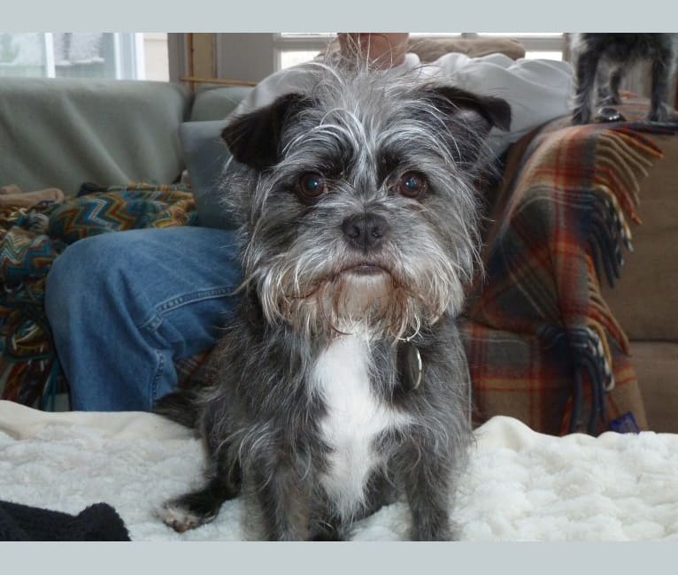 Tuxedo, a Boston Terrier and Lhasa Apso mix tested with EmbarkVet.com