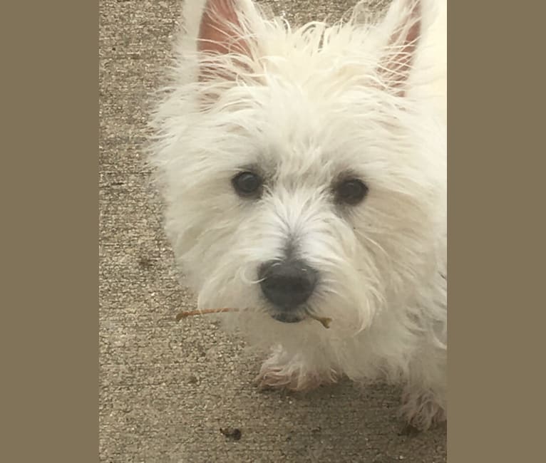 Skye, a West Highland White Terrier tested with EmbarkVet.com