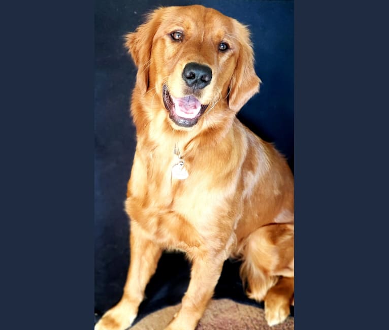 Photo of Rye, a Golden Retriever  in Los Angeles, California, USA