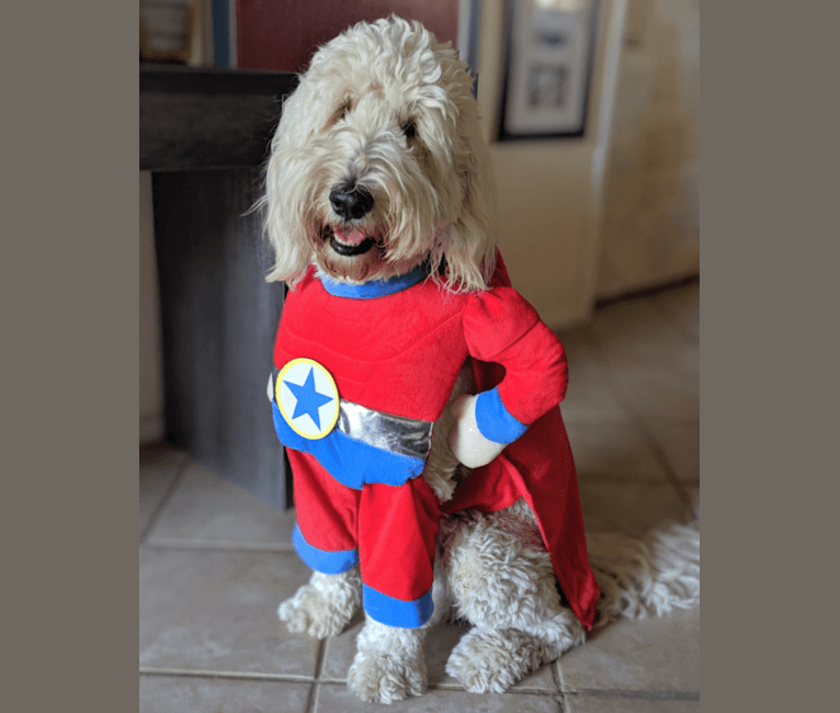 Photo of Winstin, a Goldendoodle  in Midland, TX, USA