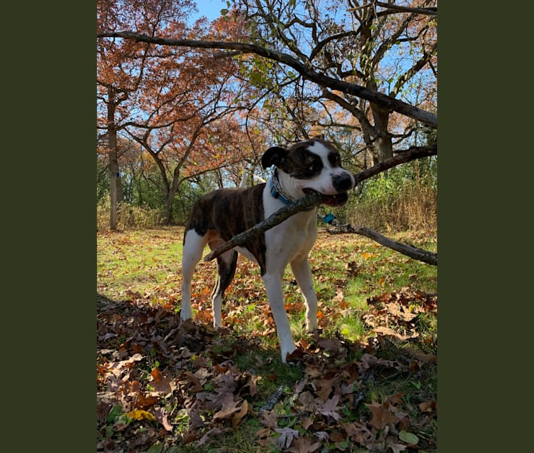 Tank, an American Bulldog tested with EmbarkVet.com