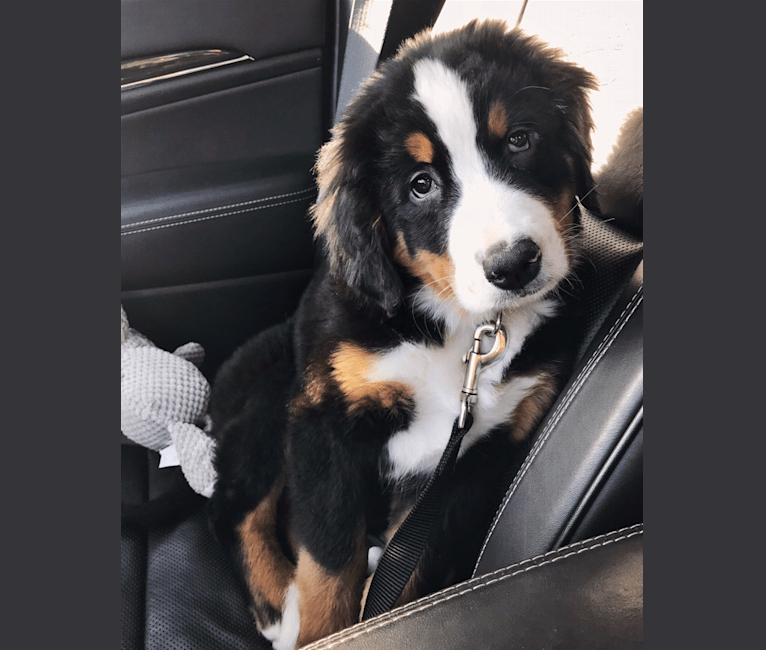 Teddy, a Bernese Mountain Dog tested with EmbarkVet.com