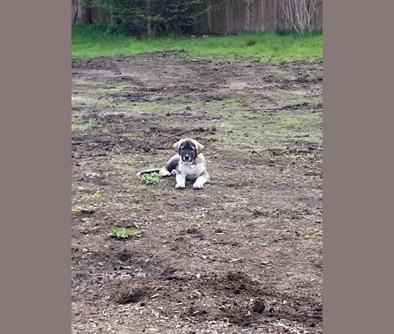 ROSE, a West Asian Village Dog tested with EmbarkVet.com