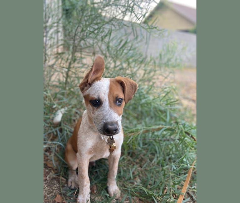 Photo of Woody, an Australian Cattle Dog and Australian Shepherd mix in Arizona, USA