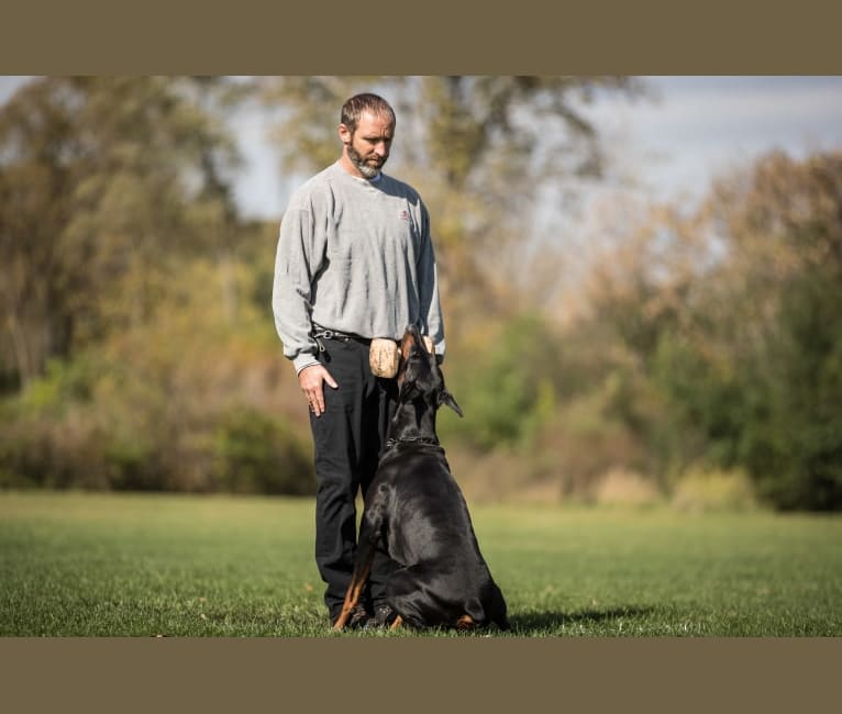 Magnus, a Doberman Pinscher tested with EmbarkVet.com