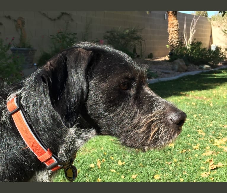 Wirehaired pointing griffon mix store
