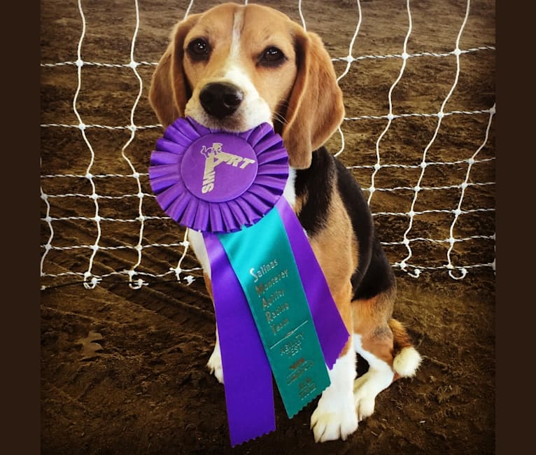 Dylan, a Beagle tested with EmbarkVet.com