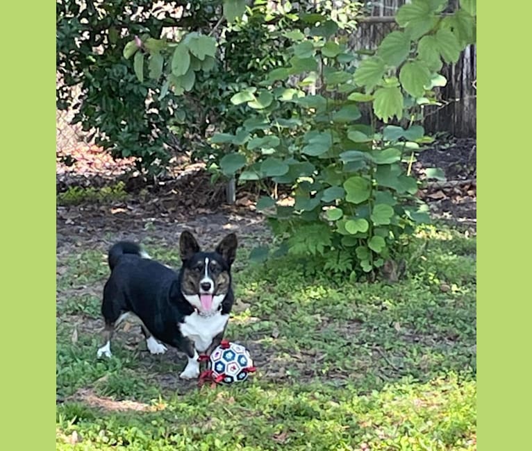 Barley Hops, a Cardigan Welsh Corgi tested with EmbarkVet.com