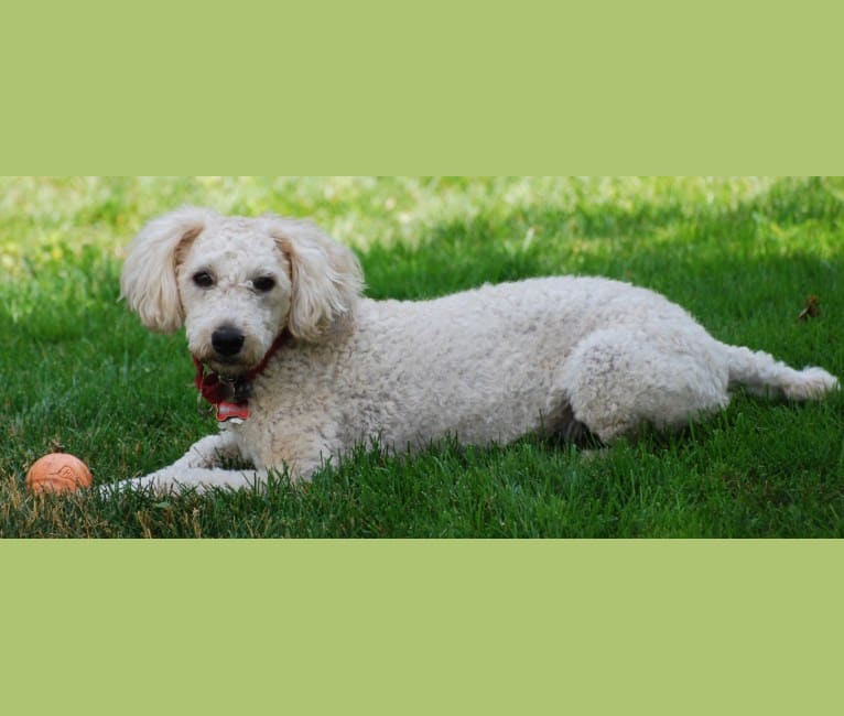 Fig, a Soft Coated Wheaten Terrier and Miniature Schnauzer mix tested with EmbarkVet.com