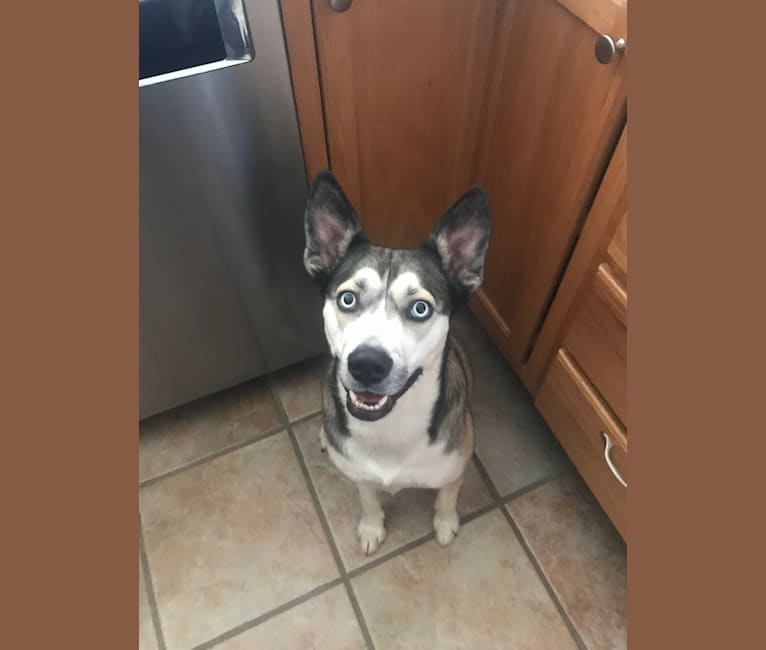 Boston terrier shop siberian husky mix
