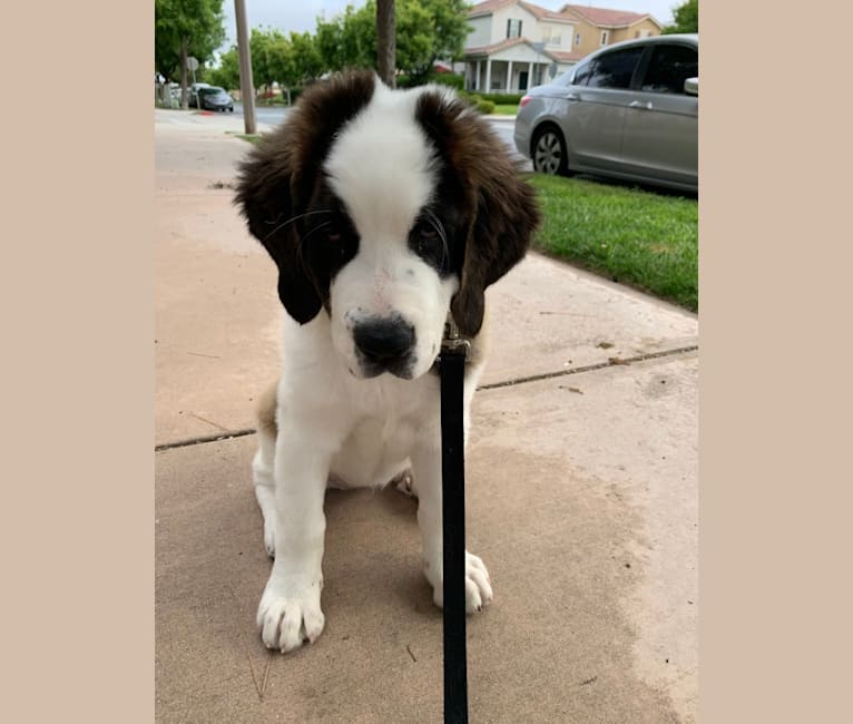 Nori, a Saint Bernard tested with EmbarkVet.com