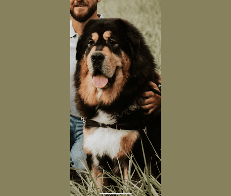 Ruger, a Tibetan Mastiff tested with EmbarkVet.com