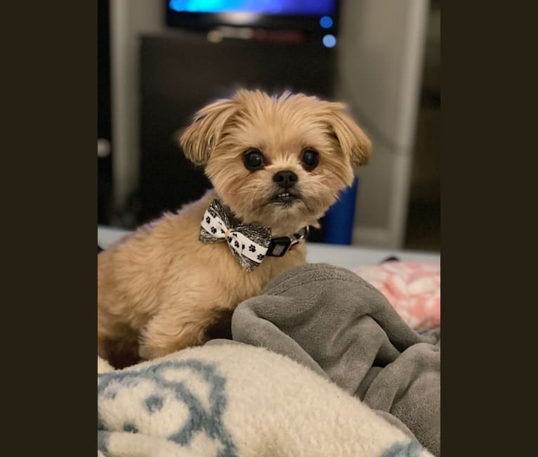 Buddy, a Yorkshire Terrier and Shih Tzu mix tested with EmbarkVet.com