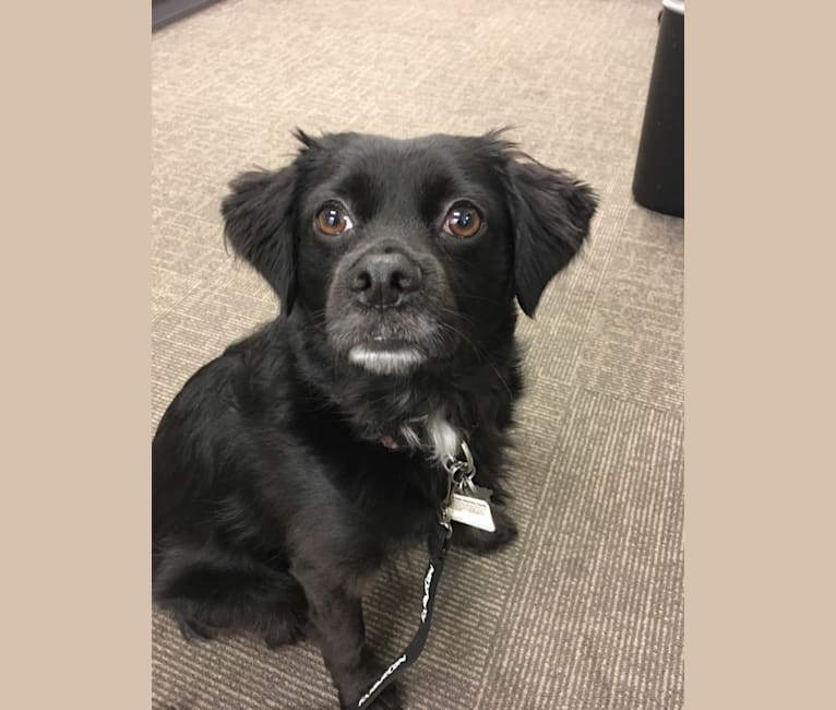 Jackson, a Chihuahua and Cocker Spaniel mix tested with EmbarkVet.com