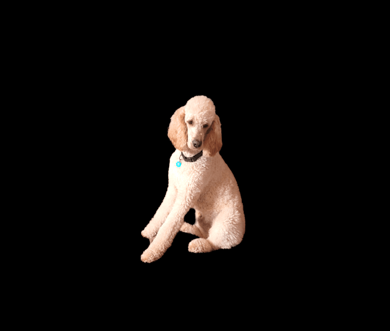 Photo of Artie, a Poodle (Standard)  in Mt Pleasant, MI, USA