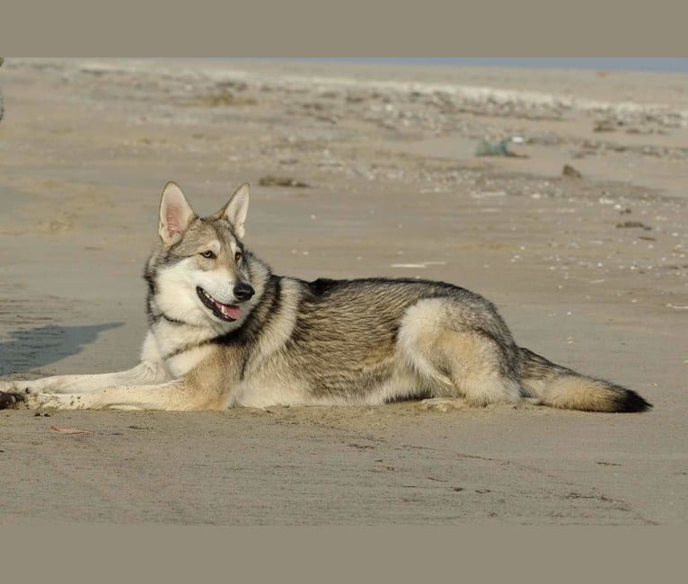 Enya, a Saarloos Wolfdog tested with EmbarkVet.com