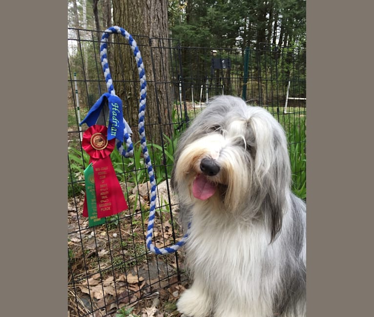 Photo of Hadrian, a Bearded Collie  in Alfred, ME, USA