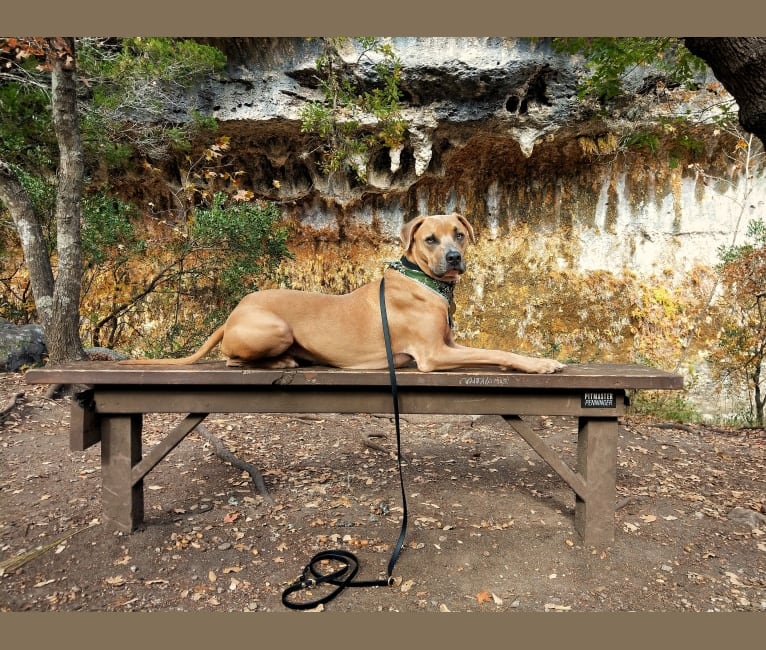Lucian, an American Pit Bull Terrier and Rat Terrier mix tested with EmbarkVet.com